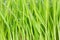 Close up of fresh thick grass