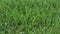 Close Up Of Fresh Thick Grass