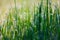 Close up of fresh thick grass with water drops in the early morning