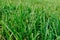 Close up of fresh thick grass with water drops in the early morning. Closeup of lush uncut green grass with drops of dew