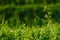 Close up of fresh thick grass with water drops in the early morning. Closeup of lush uncut green grass with drops of dew