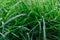 Close up of fresh thick grass with water drops in the early morning. Closeup of lush uncut green grass with drops of dew