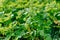 Close up of fresh thick grass with water drops in the early morning. Closeup of lush uncut green grass with drops of dew