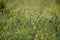 Close up fresh thick grass with water drops in the morning blurred background.