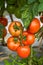 Close-up of fresh tomatoes grown in a rural field