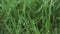 Close Up Of Fresh Trimmed Thick Grass