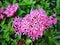 Close-up Fresh Vibrant Pink Ixora Flower with Selective Focus