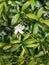 Close-up of a fresh white Mondokaki flower