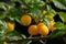 Close up of fresh yellow mirabelle plums fruit on a tree branch, also called Prunus domestica