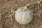 Close up of fresh young harvesting pumpkins in the field