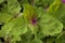 Close up of fresh young raw tree spinach