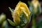 close-up of freshly bloomed flower buds, with dew drops on petals