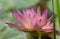 Close-up of a freshly blossomed pink water lily, against a green background in nature. The light shines through the petals