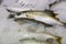 Close-Up Of Freshly Caught Bogue Fish Or Boops Boops For Sale In The Greek Fish Market