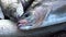 Close-up of a freshly caught grayling lies on a stone. Fishing, catch, fish