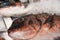 Close-Up Of Freshly Caught Red Porgy Or Pagrus Pagrus On Ice For Sale In The Greek Fish Market