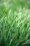 Close up of freshly grass on the green lawn or field