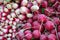 Close-up of freshly harvested red and white radishes.