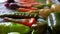 Close-up of freshly picked vegetables. Organic vegetebles on a table: zucchini, beets, peppers, potatoes, carrots on a