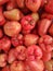 Close-up Freshly plucked rose apple fruit or jambu air on display for sale