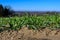 Close up from a freshly sowed winter wheat in Baden Wuerttemberg, Germany, Europe