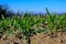 Close up from a freshly sowed winter wheat in Baden Wuerttemberg, Germany, Europe