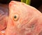 Close up freshness reddens the Nile Tilapia fish (Oreochromis ni