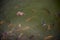 Close up freshwater fish on water surface in natural river. fish feeding in selective focus