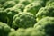 Close up freshy broccoli from farm background