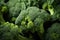 Close up freshy broccoli from farm background