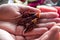 Close-Up: Fried grasshoppers held in open hands