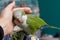 Close-up of friendly and cute Monk Parakeet. Green Quaker parrot and hand. Woman is petting parrot