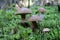 Close-up of a friendly family of boletus in the moss on a forest background on an autumn day