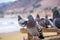 Close up of friendly pigeons, Pismo Beach, California