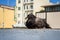 Close up of friendly pigeons resting on a ledge, blurred buildings in the background