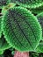 A close-up of a friendship plant (pilea involucrata) ,