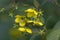 Close up of  Fringed loosestrife Lysimachia ciliata