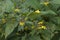Close up of  Fringed loosestrife Lysimachia ciliata  in bloom