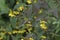 Close up of  Fringed loosestrife Lysimachia ciliata  in bloom