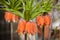 Close up of a Fritillaria flowers , blurry background.