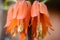 Close up of a Fritillaria flowers , blurry background.