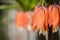 Close up of a Fritillaria flowers , blurry background.