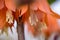 Close up of a Fritillaria flowers , blurry background.