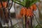 Close up of a Fritillaria flowers , blurry background.