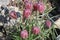 Close-up of Fritillaria Meleagris with reflections of sunlight