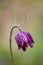 Close up of a Fritillaria meleagris / snake`s head fritillary