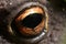 Close up of a frog`s eye