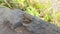 Close up of frogs sitting on a rock.