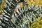Close-up of frond of Encephalartos Horridus or Eastern Cape Blue cycad