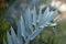 Close-up of frond of Encephalartos Horridus or Eastern Cape Blue cycad